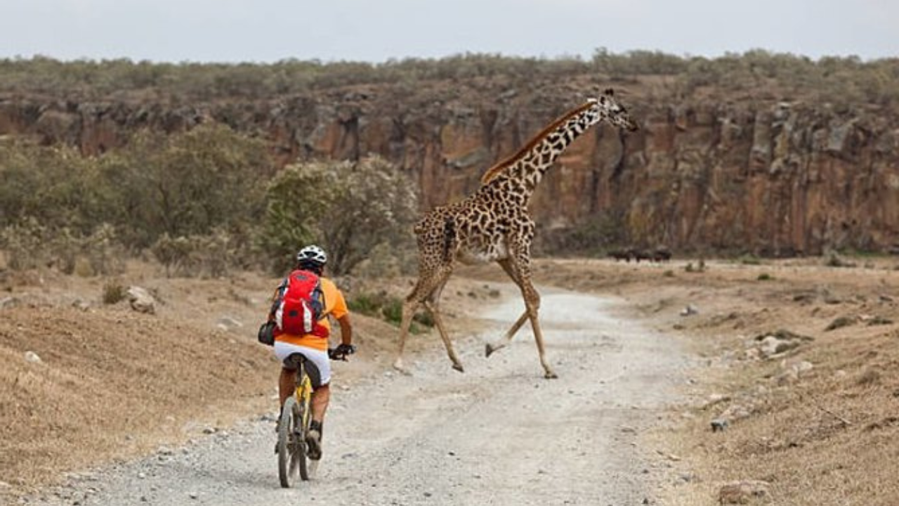 Riding passed a giraffe in Hell's Gate