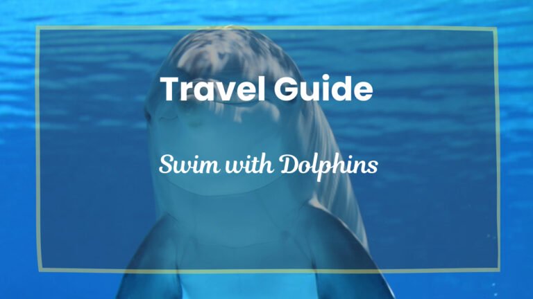 Swim with Dolphins