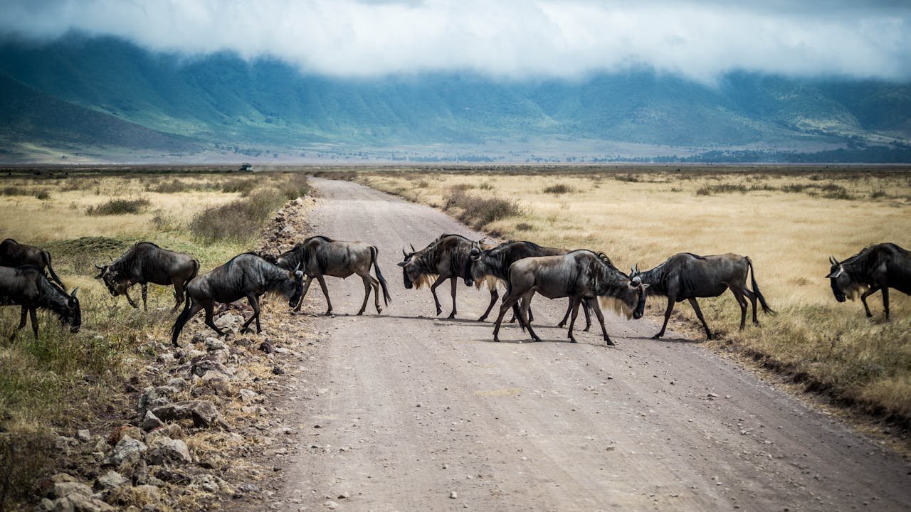 Wildebeest in Maasai Mara National Reserve