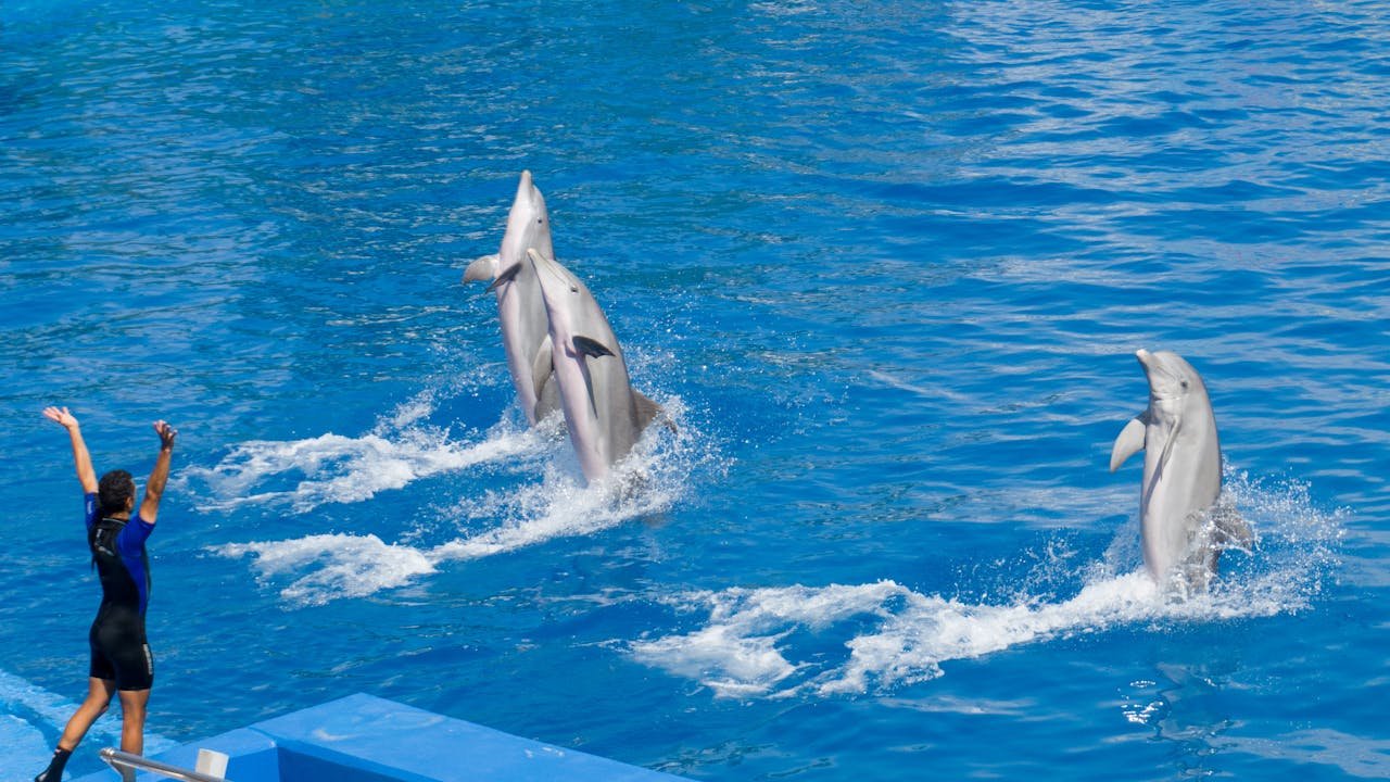 Dolphins with their trainer