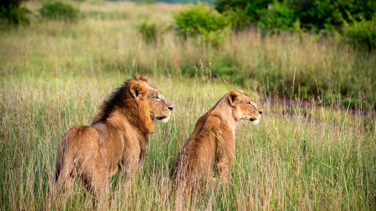Nairobi National Park in Kenya