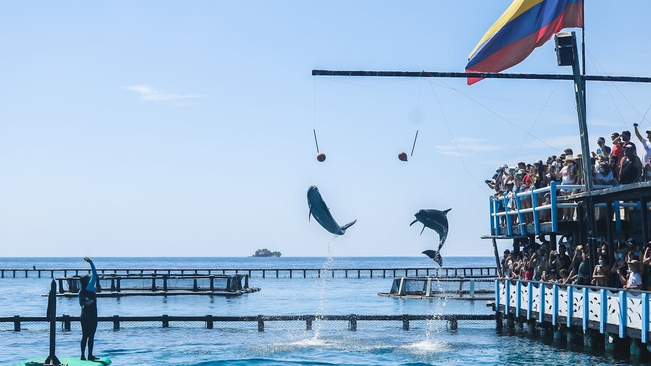 Dolphins playing at the coastline