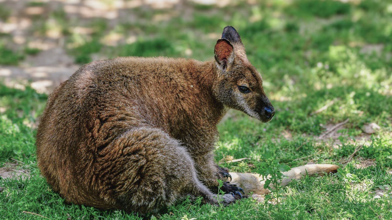 A resting kangaroo in Australia