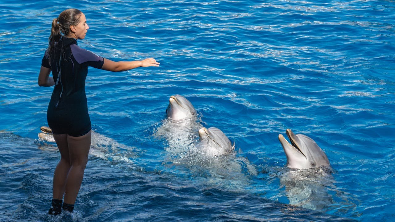 Dolphins at the Florida's facility