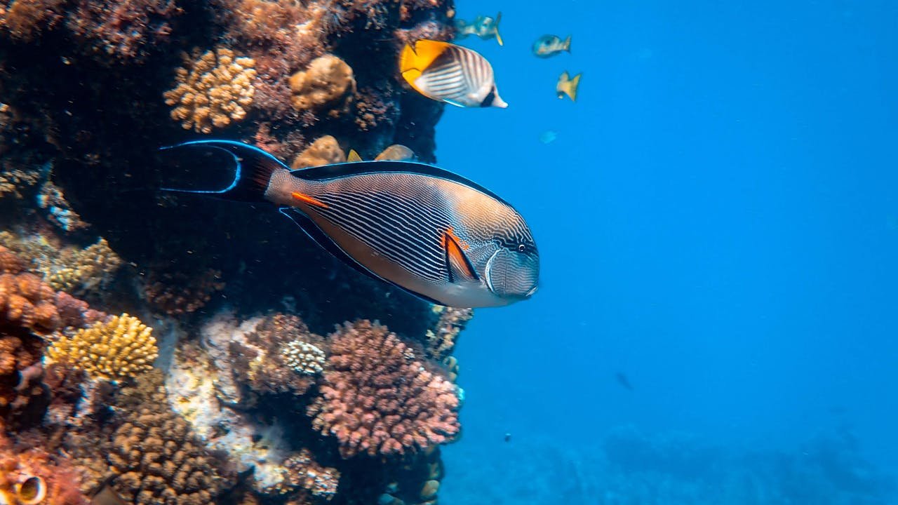 A marine park at Mombasa Island