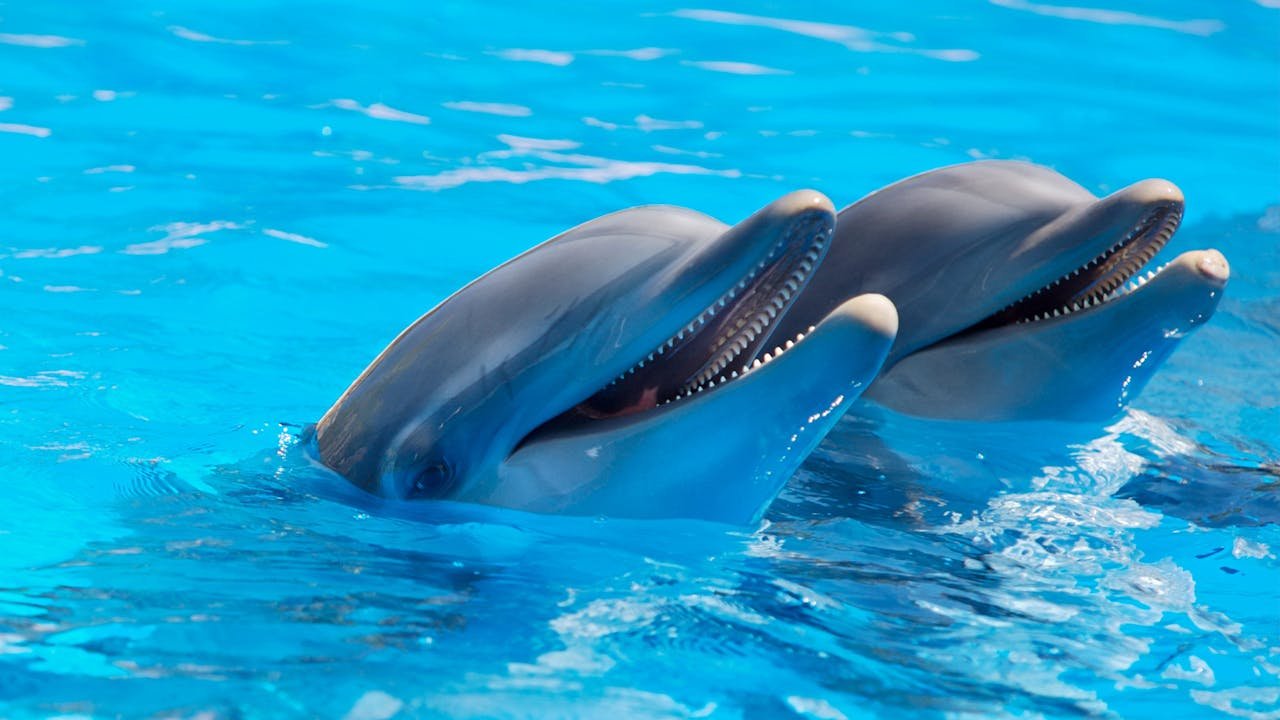 Playful dolphins at the ocean