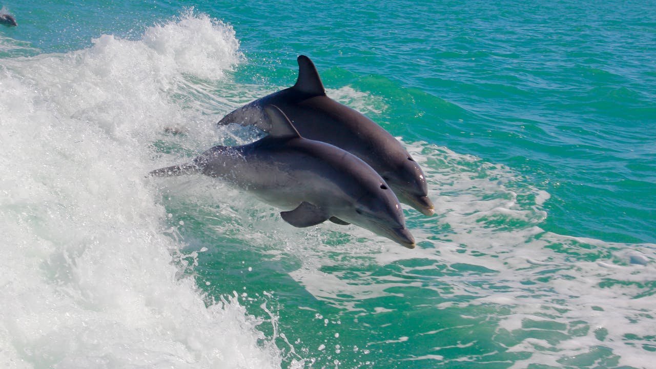 Dolphins swimming at the coastline