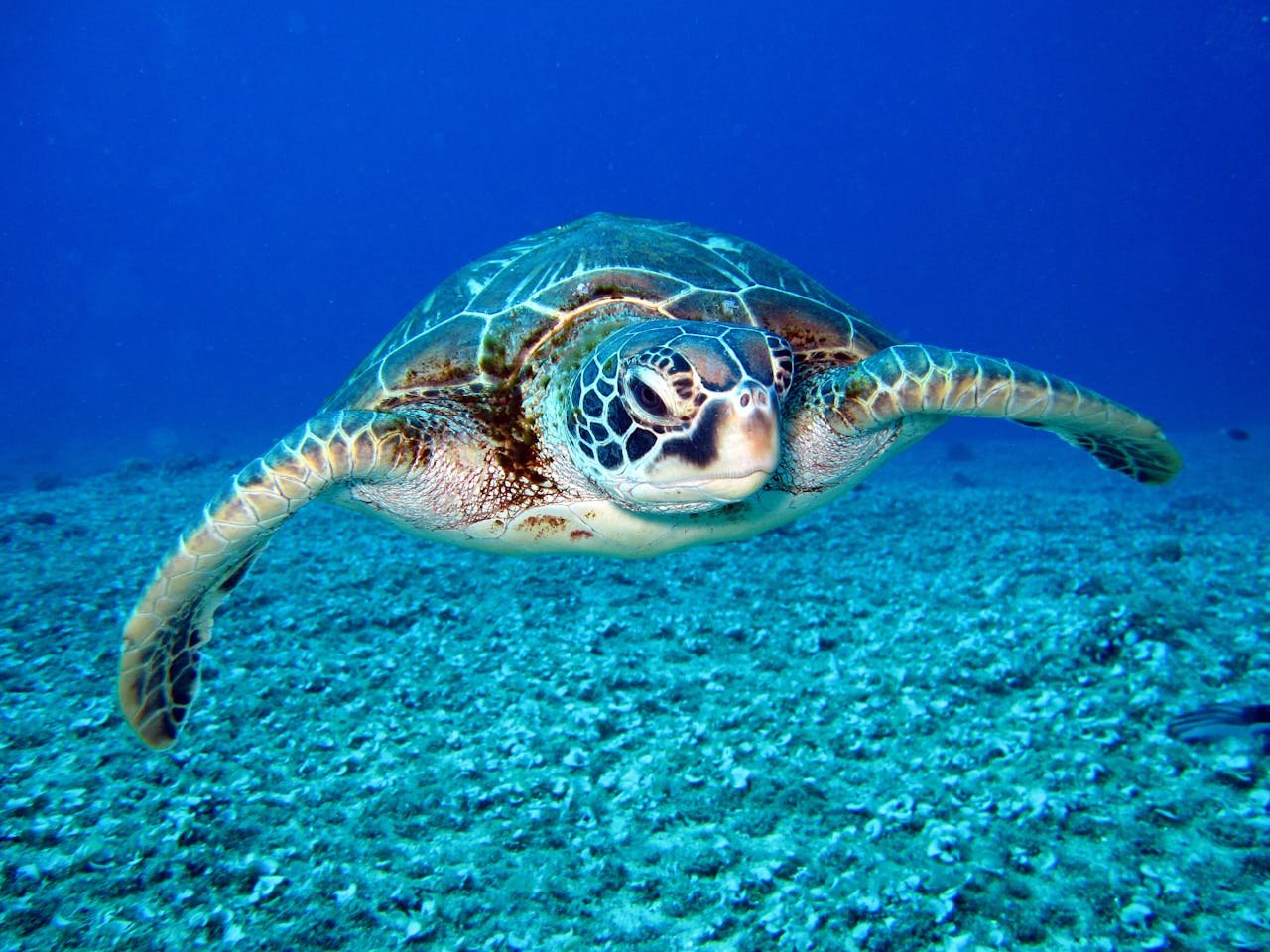 Diving with Marine Life in the Galápagos, Ecuador