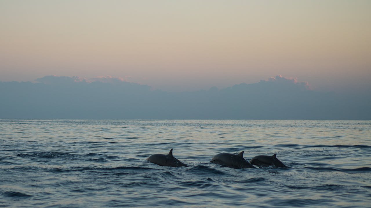 Dolphins swimming at the Kenya’s coastline