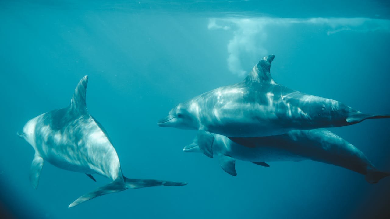 Dolphins swimming at the Mexico’s coastline