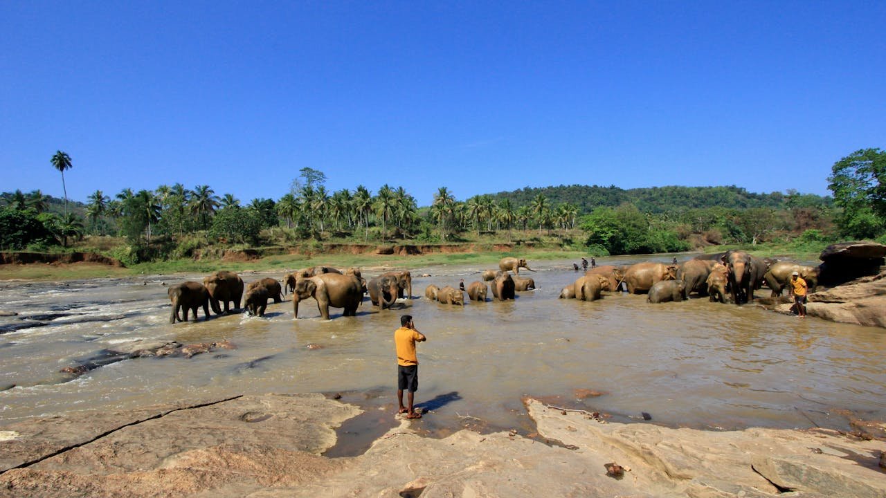 A man watching over elephant
