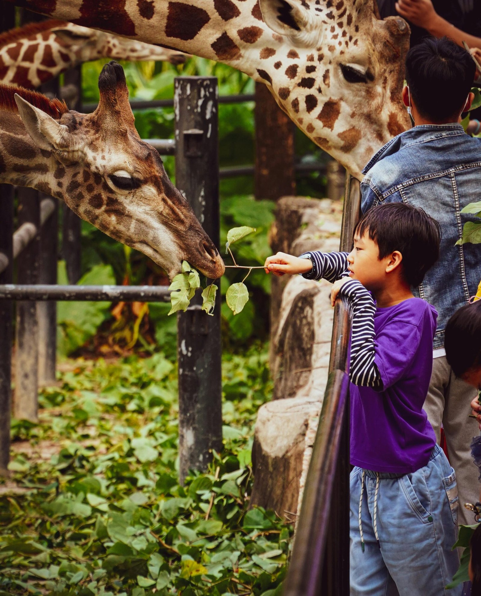 Kid feeding giraffe 
